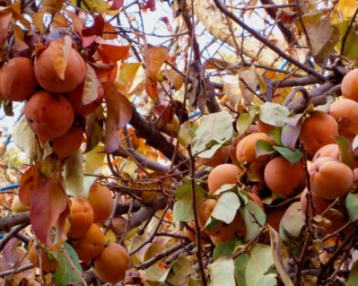 Хурма "Королек"