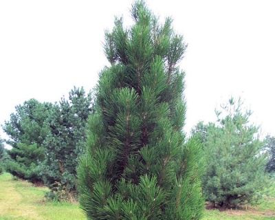 Сосна черная "Грин Рокет"