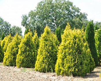 Туя западная "Европа Голд"