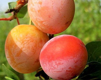 Слива персиковая "Асалода" (гибрид сливы и персика)