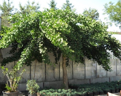 Гинкго билоба "Пендула" (штамбовая форма)