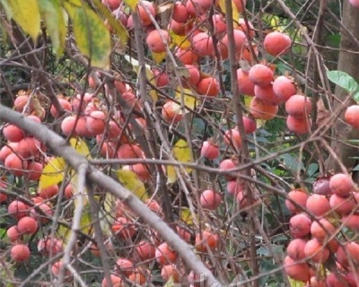 Хурма «Никитская Бордовая»