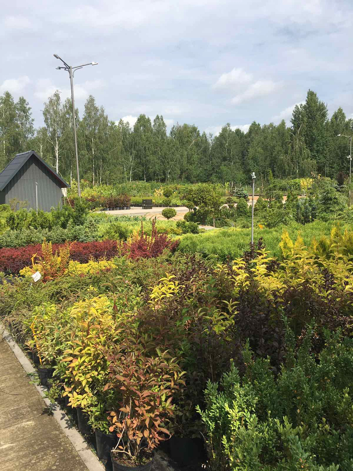 Питомник "ZelenSad"