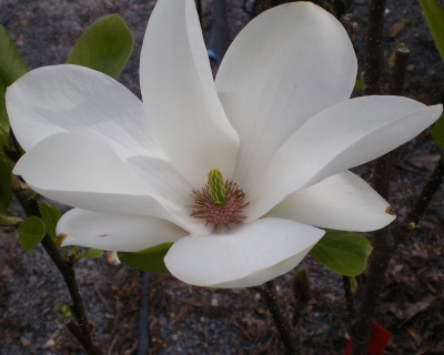 Магнолия "Альба Суперба"