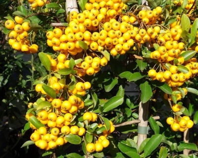 Пираканта "Солейл Дор"