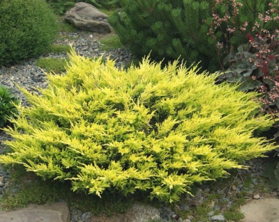Можжевельник горизонтальный "Лаймглоу"
