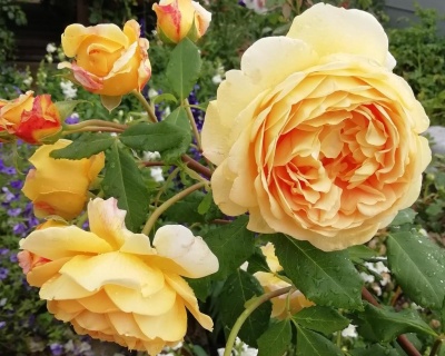 Пионовидная Роза «Голден Селебрейшен» 