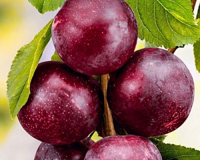 Шарафуга (гибрид абрикоса, сливы и нектарина)