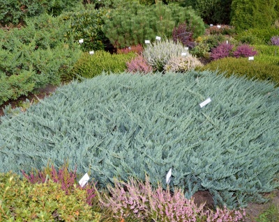 Можжевельник горизонтальный "Блю Чип"