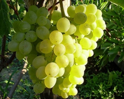 Виноград "КишМиш Мираж" (Русбол)