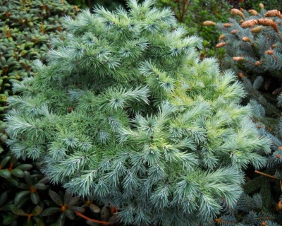 Лиственница японская "Блю Болл"