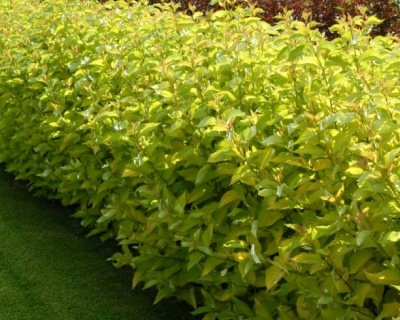 Дерен белый "Ауреа" (Aurea)