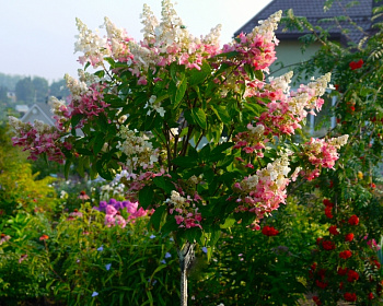 Гортензия метельчатая "Пинки Винки" (штамбовая форма)
