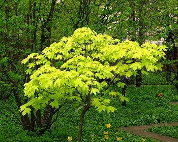 Клен остролистный "Голден Глоб"