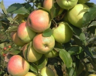 Яблоня колоновидная "Болеро"