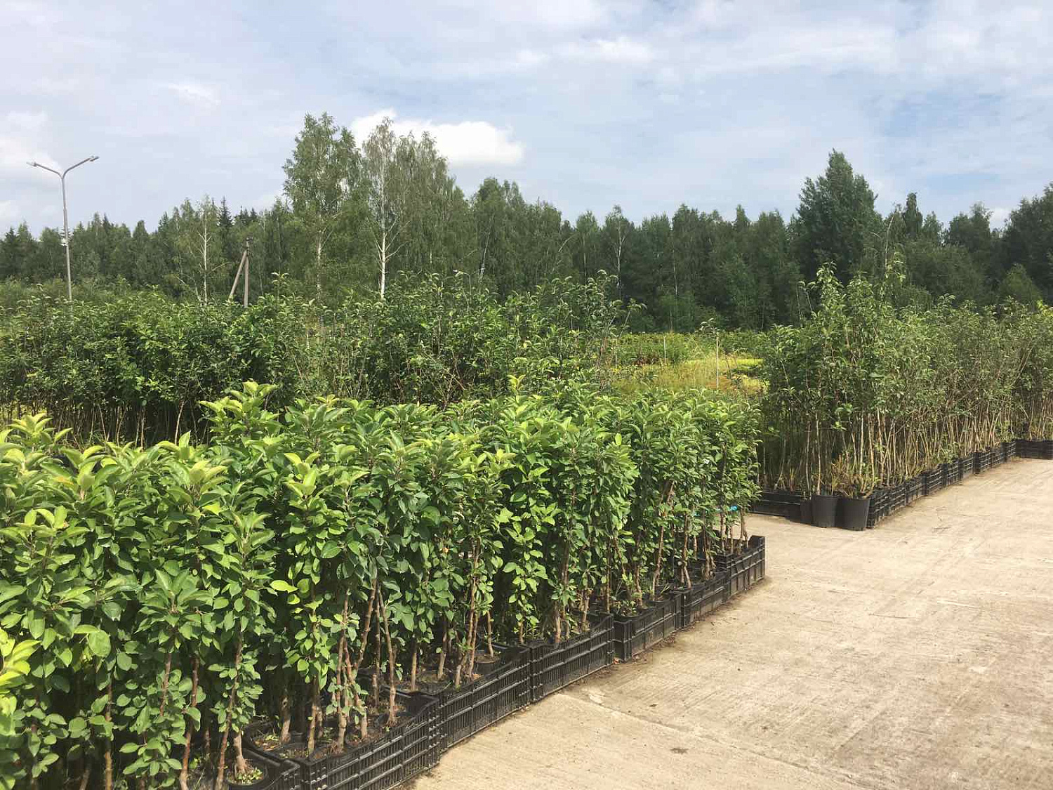 Питомник "ZelenSad"