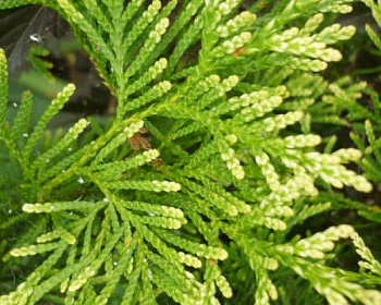 Туя западная "Столвик"