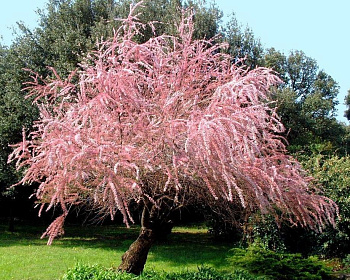 Тамарикс мелкоцветный