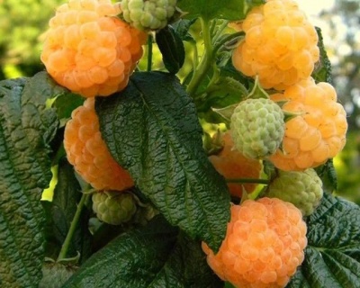 Малина "Абрикосовая"