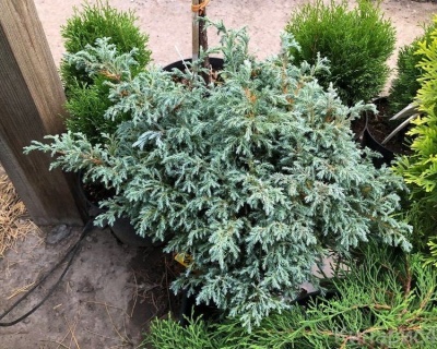 Кипарисовик Горохоплодный "Бэби Блю"