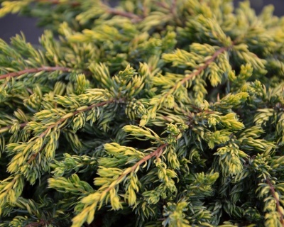 Можжевельник обыкновенный "Голдшатц"