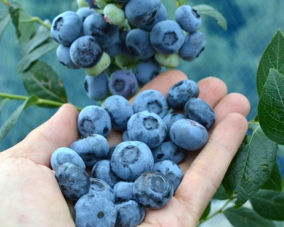 Голубика "Чандлер (Чендлер, Chandler)"