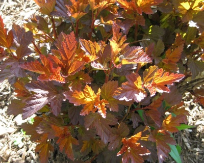 Пузыреплодник "Коппертина" (Coppertina)