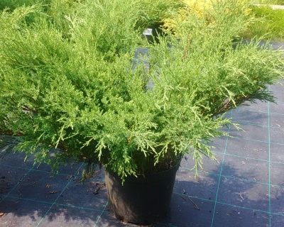 Можжевельник казацкий "Аркадия"