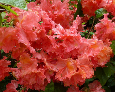 Азалия крупноцветковая "Сарина"