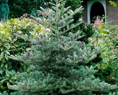 Пихта корейская "Сэмлинг"