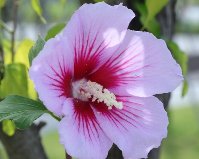 Гибискус «Матильда»