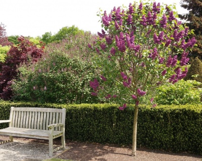 Сирень обыкновенная "Людвиг Шпет" (штамбовая форма)