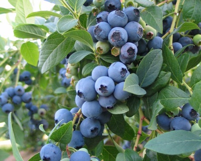Голубика "Блюкроп" (Блю кроп)