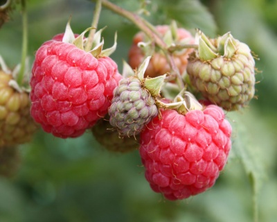 Малина "Октавия"