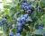 Голубика "Блюкроп" (Блю кроп)