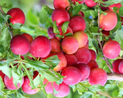 Слива колоновидная "Оленька"