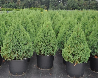 Можжевельник китайский "Стрикта"