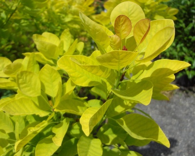 Скумпия "Спирит Голд" (Golden Spirit)