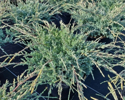 Можжевельник чешуйчатый "Холгер"