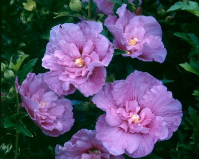 Гибискус «Лавендер Шифон»