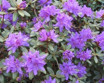 Рододендрон "Лауретта"