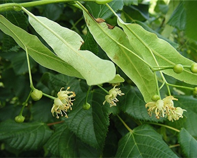 Липа европейская "Паллида"