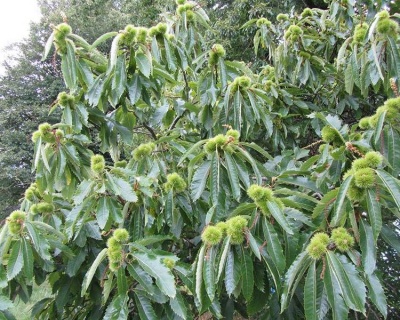 Каштан съедобный