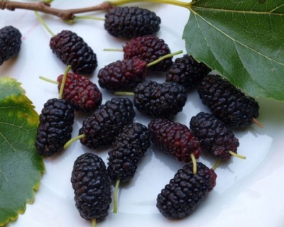 Шелковица Плакучая "Черная Баронесса" (на штамбе)