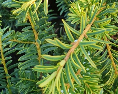 Тис ягодный "Саммерголд"