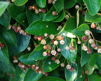 Кизильник блестящий