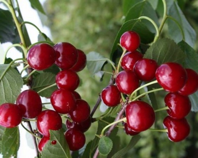 Вишня колоновидная "Малютка"