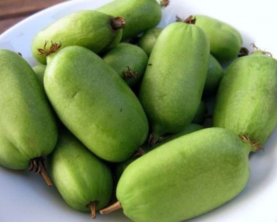 Актинидия Аргута "Джамбо" (двудомная)