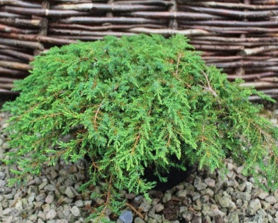 Можжевельник обыкновенный "Грин Карпет"