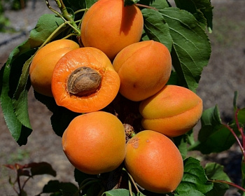 Абрикос колоновидный "Принц Март"